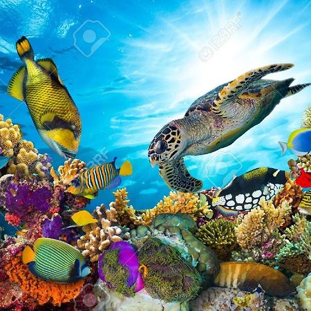 Апартаменты L'Ocean Bleu Des Anses Fond Fleury Экстерьер фото